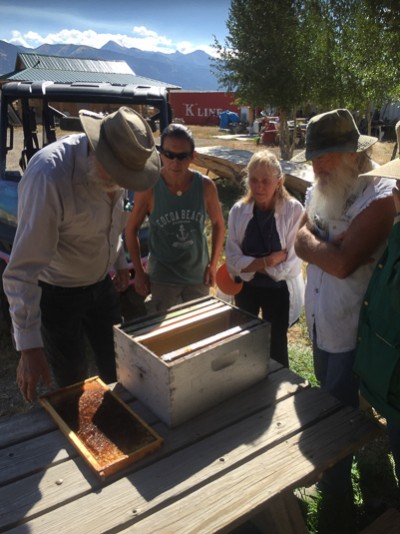 Volunteers Exploring a Beehive